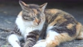 寝そべるシマミケの地域猫 ポートレート 67185384