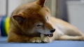 Shiba Inu eating bone-shaped gum 67710219