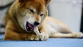 Shiba Inu eating bone-shaped gum 67710220