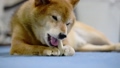 Shiba Inu eating bone-shaped gum 67710221
