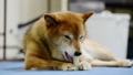 柴犬吃骨頭狀的口香糖 67710224