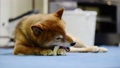 柴犬吃骨頭狀的口香糖 67710225