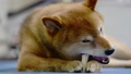 Shiba Inu eating bone-shaped gum 67710229