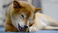 Shiba Inu eating bone-shaped gum 67710230