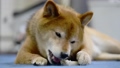 Shiba inu eating bone-shaped gum looking at camera 67710233