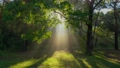 Mystical magical summer forest with warm sunbeams. Sun rays break through the foliage of magnificent green tree. Green sunny glade in the morning forest. High quality shot 4K shot 69157307