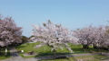 桜咲く公園の上空から公園を俯瞰しながら下降 69782773