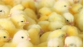 Poultry farming and raising chickens on an agricultural farm. Many close-up chickens moving in a container. 70136807