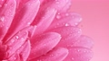 Beautiful colorful gerbera daisy with water drops falling. Super slow motion shot at 1000 fps 70416703