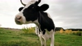 Cow looking into camera and sniffing it. Cow grazing on the green meadow in a sunny day. Farming concept. 70611595