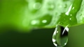 Super Slow Motion Macro Shot of Water Droplet Falling from Fresh Green Leaf at 1000fps. 71093365