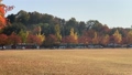Korea Autumn Fall Leaves Park 71114162