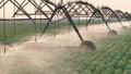 Soybean field with irrigation system for water supply in sunset 72478153