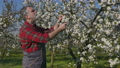 Farmer in blossoming cherry orchard touching and examining branch 72480536