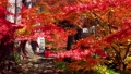 長野にある清水寺の鮮やかな紅葉 72732102