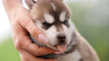 Close Up Portrait Four-week-old Husky Puppy Of White-brown Color Standing On Wooden Ground FullHD 73206978