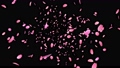 桜吹雪 桜 舞い散る花弁 ループ CG 73578444