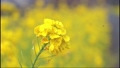 鹿児島県姶良市加治木町の菜の花ロード　小さな虫が菜の花の周りを飛んでいる 73927311