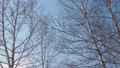 冬の夕暮れ前、風に揺れる白樺の木 75322727