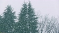 公園の木と降雪 76065600