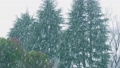 公園の木と降雪 76065601