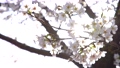 木漏れ日に揺れる桜 76363087