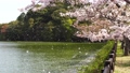 桜　花吹雪　亀鶴公園(香川県さぬき市) 76436166