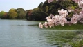 桜　花びら舞い散る　亀鶴公園(香川県さぬき市) 76436167