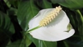 White calla flower 76444277