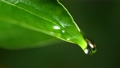 Super Slow Motion Shot of Droplet Falling from Fresh Green Leaf at 1000fps. Shooted with High Speed Cinema Camera at 4K. 76554566