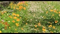야생화,꽃,하늘,청정, 77124707