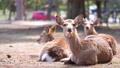 奈良の風景 奈良公園の登大路園地付近でこちらを見つめる鹿の群れ 77171321