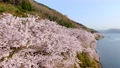 滋賀県海津大崎「琵琶湖岸を彩る桜の景色」 77625803