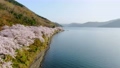 滋賀県海津大崎「琵琶湖岸を彩る桜の景色」 77625804