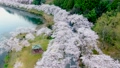 滋賀県海津大崎「琵琶湖岸を彩る桜の景色」 77625806