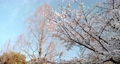 青空と満開の桜 77979454