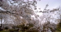 日の光と桜の木 77979455