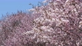 北海道の春、5月一斉に咲くエゾヤマザクラ 78338228
