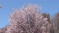 北海道の春、5月一斉に咲くエゾヤマザクラ 78338230