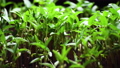 Growing plants in timelapse, Sprouts Germination newborn plant 78673259