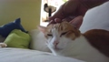 ginger cat is so comfortable and close the eyes 78725009