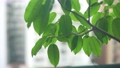 Close up. Fresh green leaves on the tree, swaying  79197475
