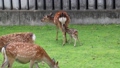 子鹿公開の鹿たち（奈良公園　鹿苑） 79293384