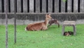 出産直後　子鹿の身体を舐める母鹿（奈良公園　鹿苑） 79293385