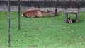 出産直後　子鹿の身体を舐める母鹿（奈良公園　鹿苑） 79293386