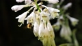 オオバギボウシの花とトラマルハナバチ　福島県只見町 79313668