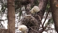둥지의 쇠백로 새끼들(아기 새, 새끼 새) 79539413