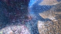 沖縄県宮古島の海底にあるサンゴ礁と集団で素早い動きをするドワーフ・グラステトラの群れ 79650971