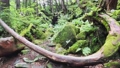 苔のむす原生林　長野県茅野市蓼科大滝付近（ジンバルを使用したハイパーラプス・移動撮影） 80546962
