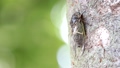 Cicadas sticking to trees 80843781